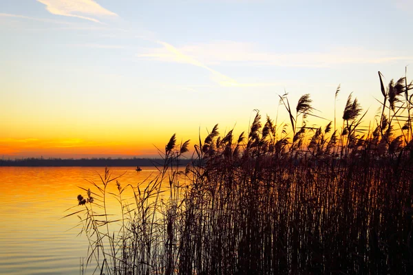 The bulrushes against sunlight over sky background in sunset — Stock Photo, Image