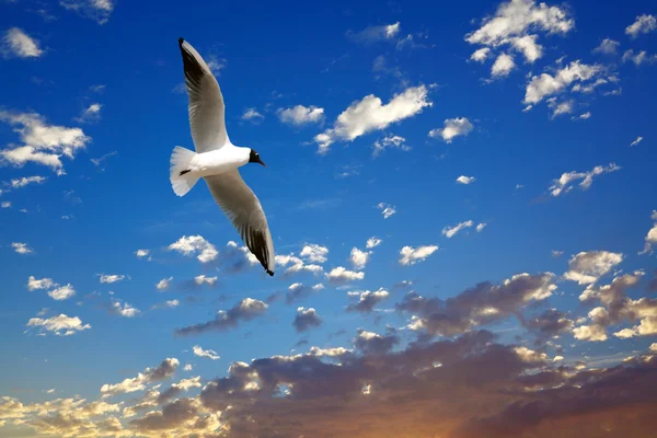 Seagull op prachtige zee zonsondergang — Stockfoto