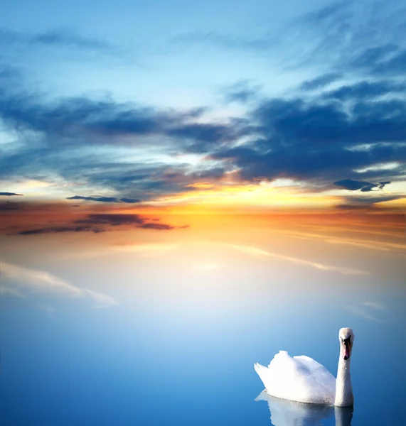 Swan en gouden zonsondergang — Stockfoto