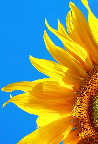 Жовтий соняшник — стокове фото