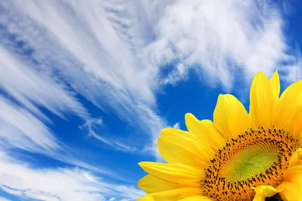Bulutlu gökyüzü üzerinde sarı ayçiçeği — Stok fotoğraf