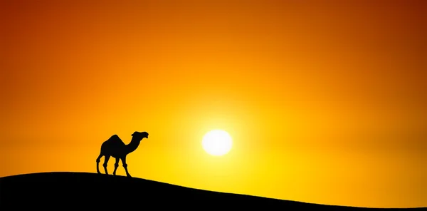 Верблюд на заході сонця — стокове фото