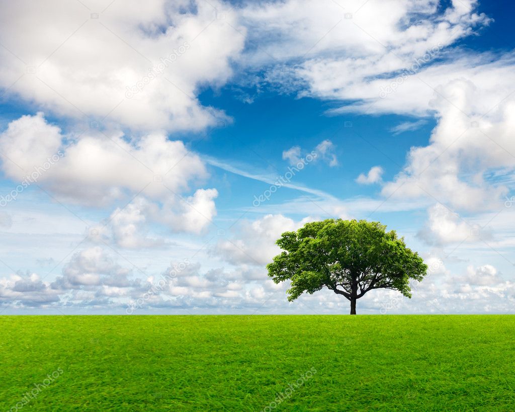 Field with green grass and tree — Stock Photo © WDGPhoto #4328505