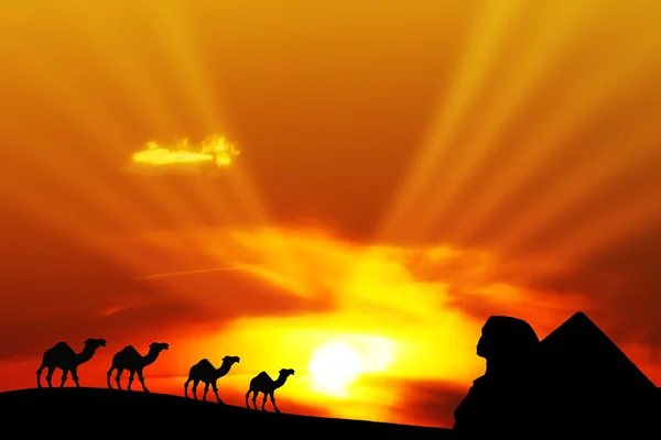 Paisaje del desierto con camellos y pirámide — Foto de Stock