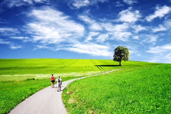 Krajobraz lato zielony — Zdjęcie stockowe