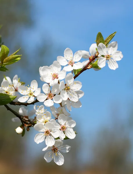 Frühlingsblüte — Stockfoto