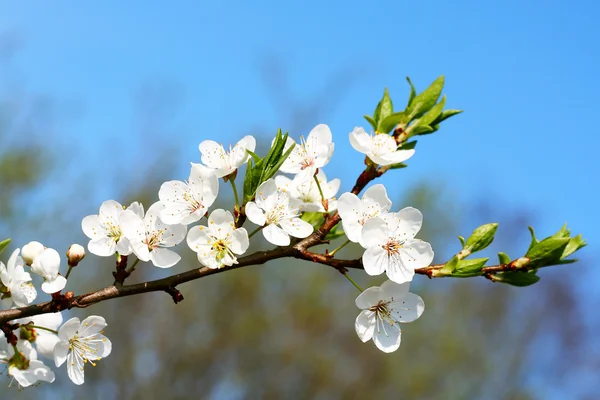 Яскрава весна квітка — стокове фото
