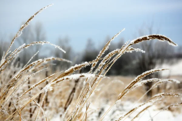 Erba selvatica congelata — Foto Stock