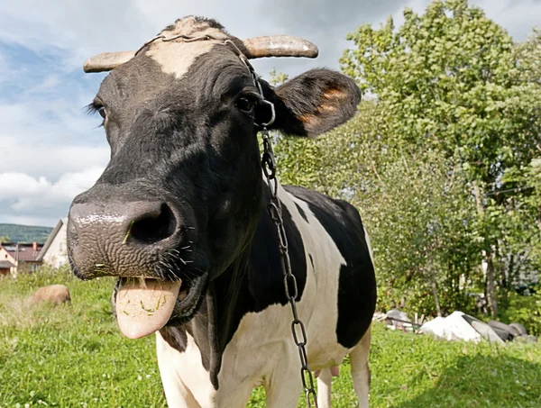 Vaca — Fotografia de Stock