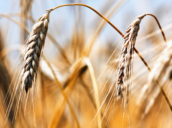 Золотой урожай
