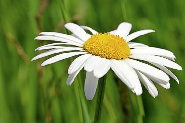 Giant Daisy clipart