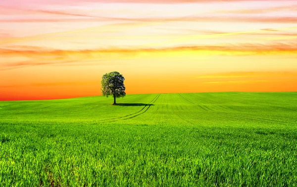 Ağaç sunset — Stok fotoğraf