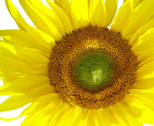 Yellow Sunflower — Stock Photo, Image