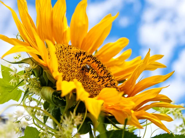 Beautiful Sunflower — Stock Photo, Image