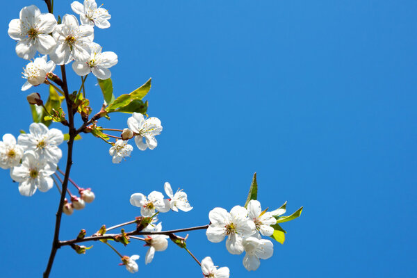 Flor. — Imagen de stock Flor Imágenes De Stock Sin Royalties Gratis