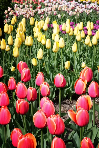 Krásný Jarní Tulipány — Stock fotografie