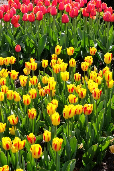 Tulip Garden — Stock Photo, Image
