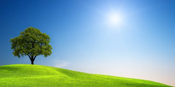Зеленое дерево на лугу — стоковое фото