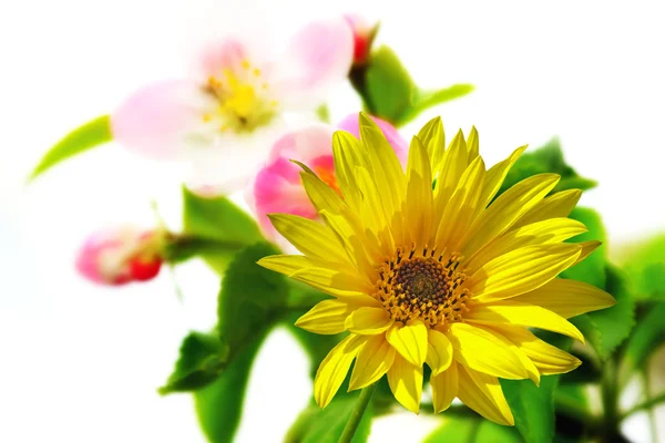 Våren Blommor Bakgrund — Stockfoto