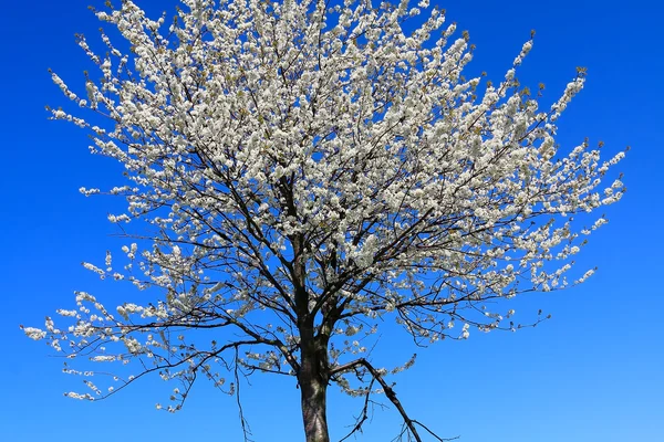Tájkép tavasszal virágzó fa봄 풍경에 피 나무 — 스톡 사진