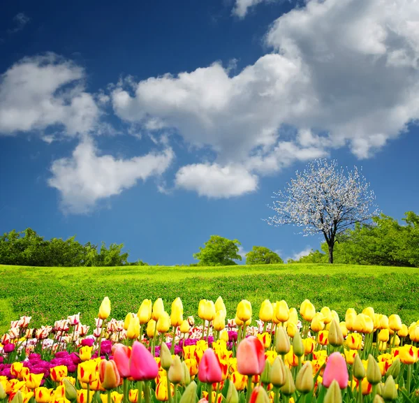 Krásný Jarní Pole — Stock fotografie
