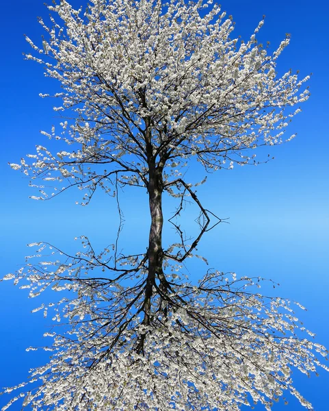 Ağaç Bahar Çiçeği — Stok fotoğraf