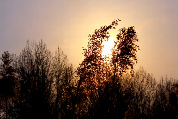 日当たりの良い自然の背景 — ストック写真