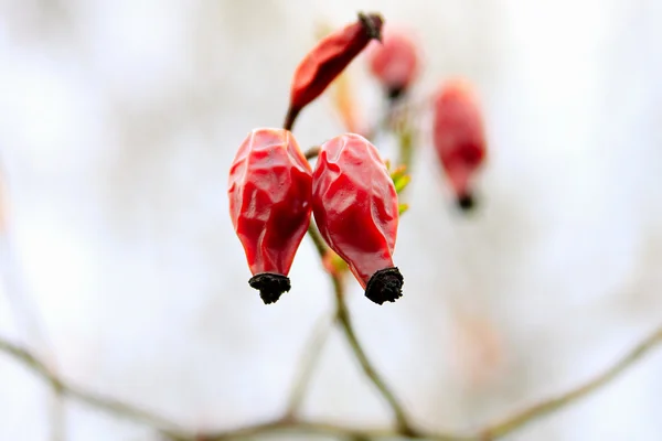Plody Šípkové růže — Stock fotografie