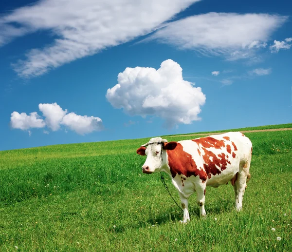 牧草地に牛がいて — ストック写真
