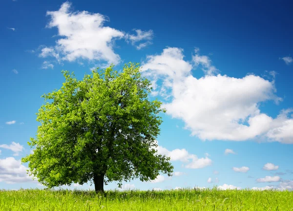 Дерево Поле — стоковое фото