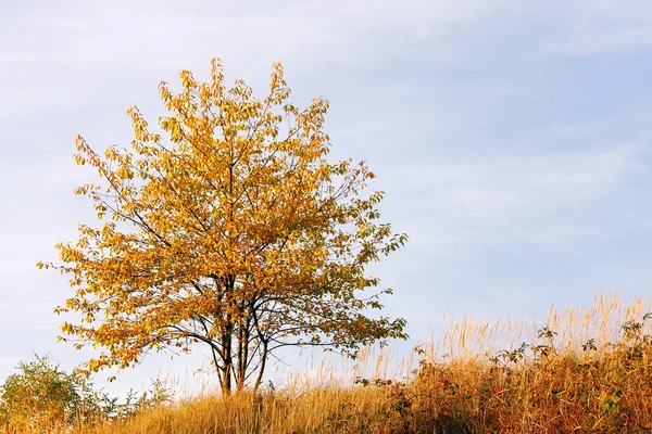 Autumnal Tree — Stock Photo, Image