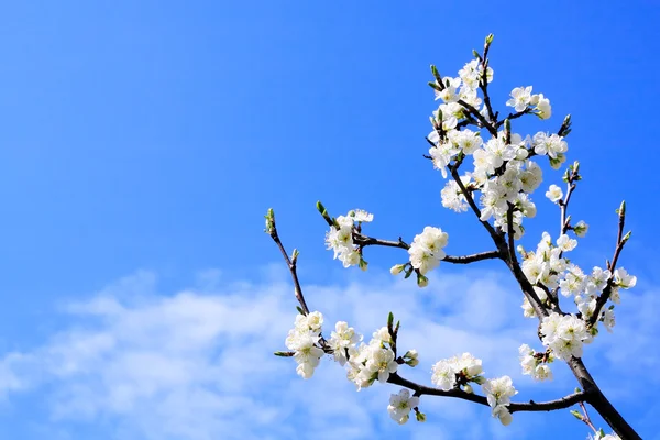 Kwiat Jabłoni — Zdjęcie stockowe