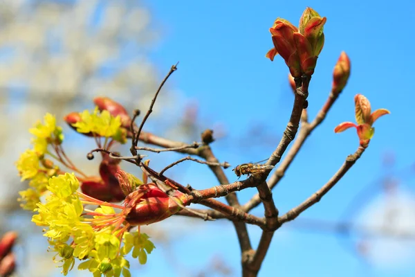 Bahar Doğası — Stok fotoğraf