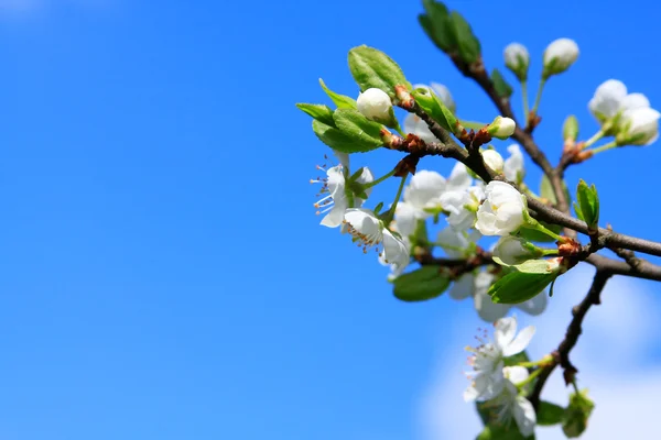 青い空に咲く花 — ストック写真