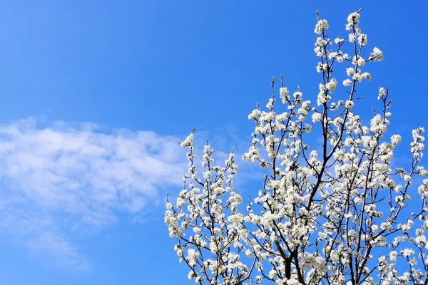 Jarní strom na modré obloze — Stock fotografie