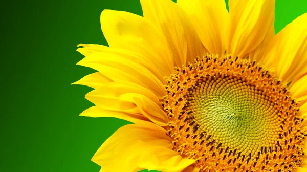Slunečnice na zeleném pozadí — Stock fotografie