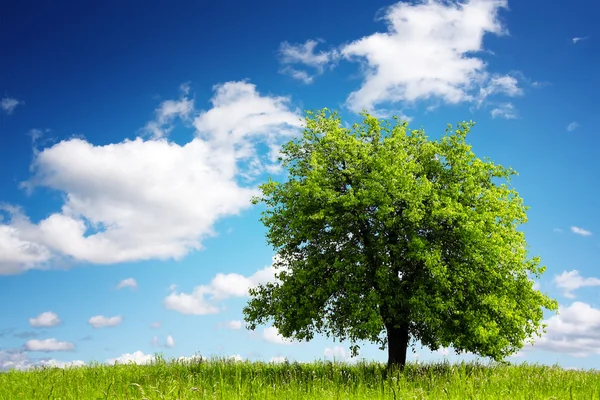 Träd på grön äng — Stockfoto