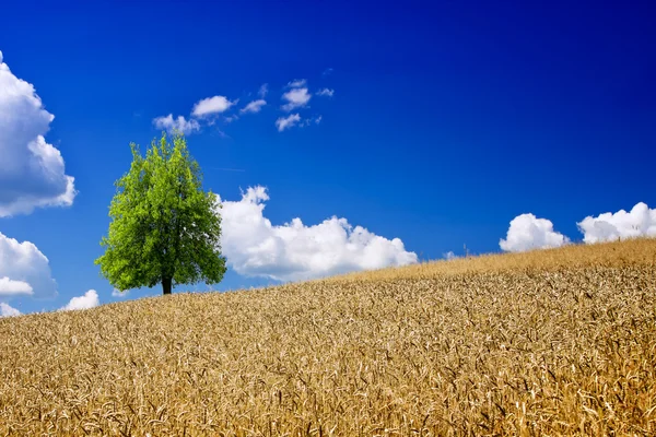 Golden Wheat Green Tree — Stock Photo, Image
