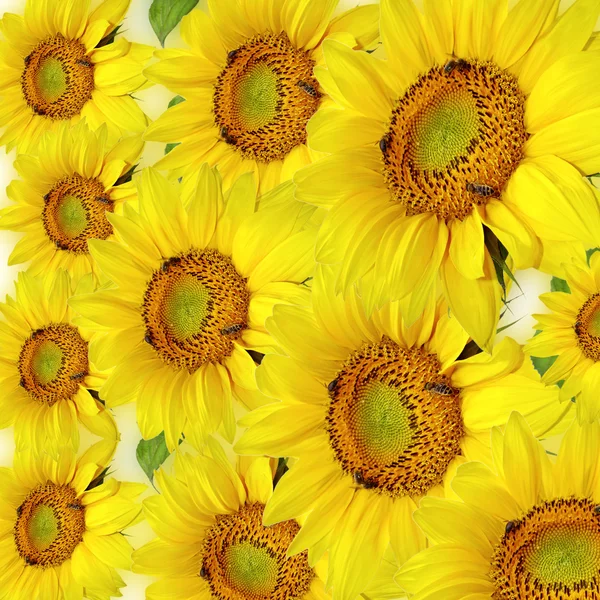 Sunflower Background — Stock Photo, Image