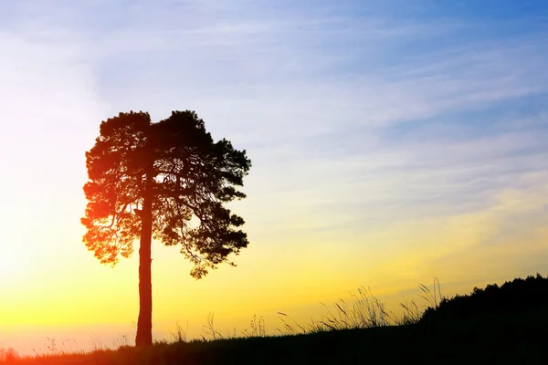 Fenyőfa naplementekor — Stock Fotó