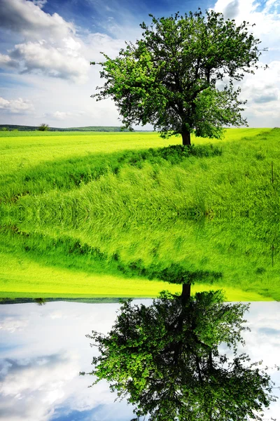 草地上的树 — 图库照片