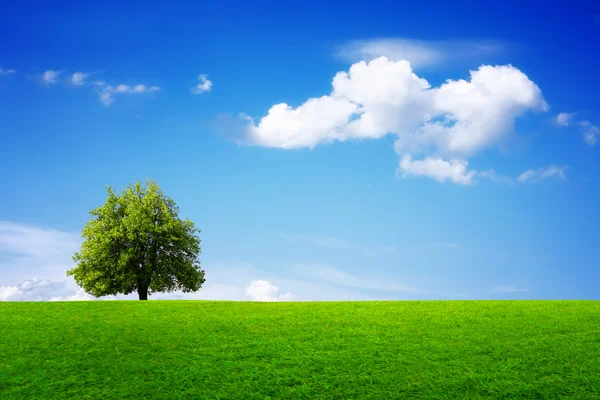 Grönt Träd Sommaren — Stockfoto