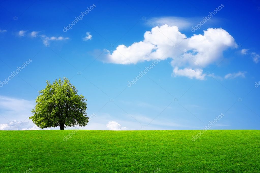 Green tree in summer — Stock Photo © WDGPhoto #4804304