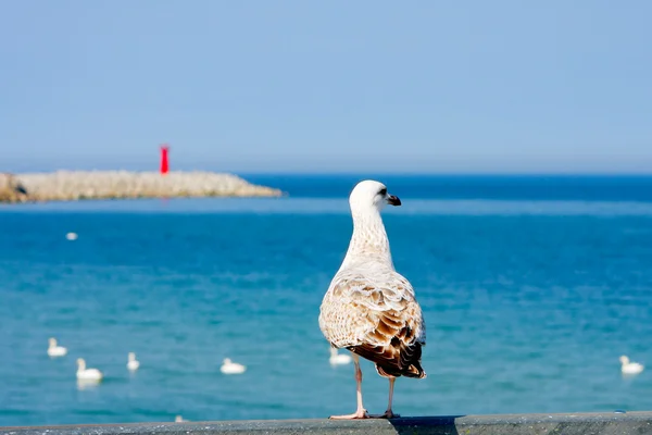 Seagull Red Lighthouse — Stock Photo, Image