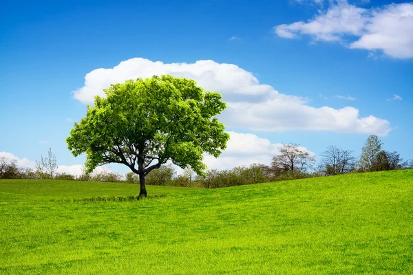 Drzewo w wiosna łąka — Zdjęcie stockowe