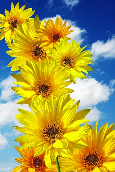 Весенние Цветы Голубом Небе — стоковое фото