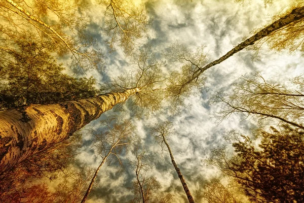 Sonniger Wald — Stockfoto