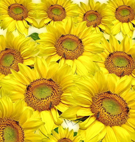 Sunflower Background — Stock Photo, Image