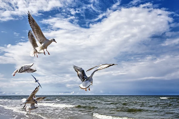Flying Seagulls — Stock Photo, Image