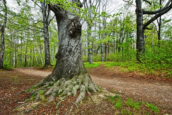 Gammalt träd i parken — Stockfoto